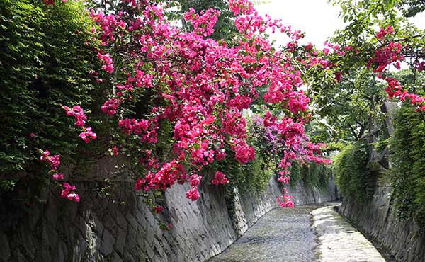 ジャカランダの公園 観光案内 熱海 伊豆山の温泉旅館 ホテルニューさがみや